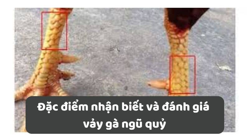 Đặc điểm nhận biết và đánh giá vảy gà ngũ quỷ