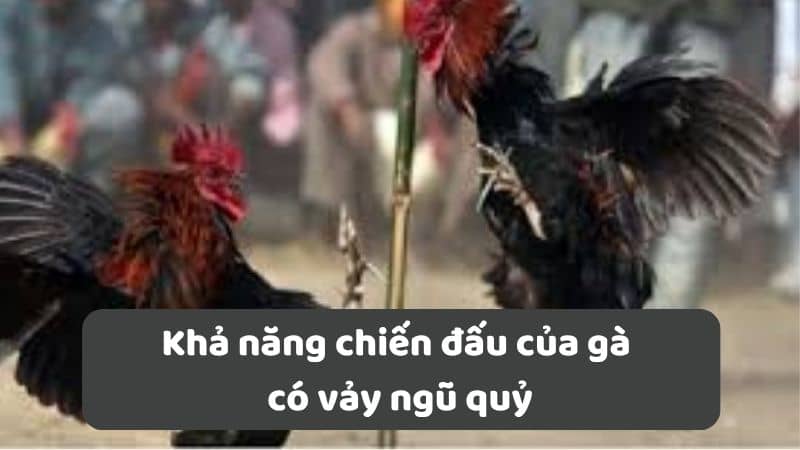 Khả năng chiến đấu của gà có vảy ngũ quỷ