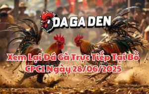 Xem Lại Đá Gà Trực Tiếp Tại Bồ CPC1 Ngày 28/06/2025
