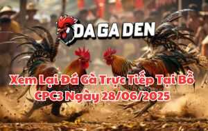 Xem Lại Đá Gà Trực Tiếp Tại Bồ CPC3 Ngày 28/06/2025
