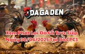 Xem Phát Lại Đá Gà Trực Tiếp Ngày 30/06/2025 Tại Bồ CPC3