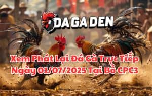 Xem Phát Lại Đá Gà Trực Tiếp Ngày 01072025 Tại Bồ CPC3
