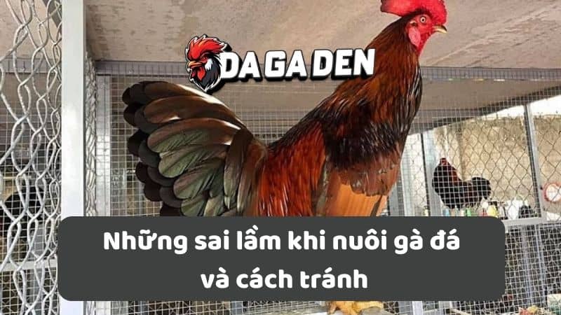 Những sai lầm trong cách nuôi gà đá và cách tránh Những sai lầm trong cách nuôi gà đá và cách tránh