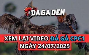 Xem Phát Lại Đá Gà Trực Tiếp Ngày 24/07/2025 Tại Bồ CPC1
