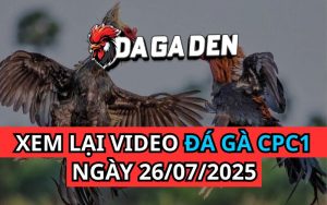 Xem Phát Lại Đá Gà Trực Tiếp Ngày 26/07/2025 Tại Bồ CPC1