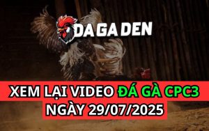 Xem Phát Lại Đá Gà Trực Tiếp Ngày 29/07/2025 Tại Bồ CPC3