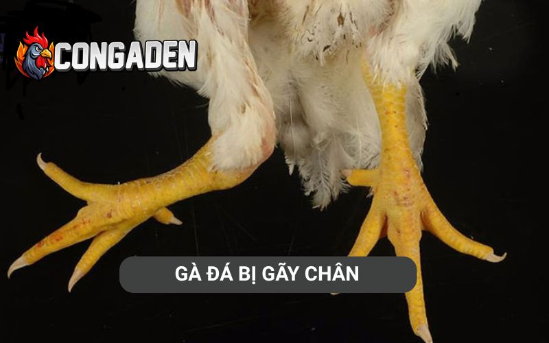 Gà đá bị gãy chân