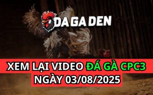 Xem Phát Lại Đá Gà Trực Tiếp Ngày 03/08/2025 Tại Bồ CPC3