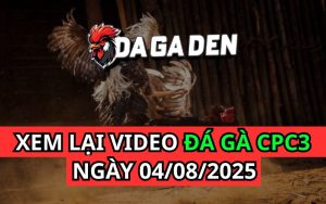 Xem Phát Lại Đá Gà Trực Tiếp Ngày 04/08/2025 Tại Bồ CPC3