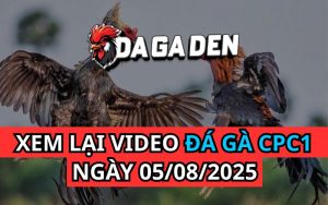 Xem Phát Lại Đá Gà Trực Tiếp Ngày 05/08/2025 Tại Bồ CPC1