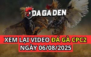 Xem Phát Lại Đá Gà Trực Tiếp Ngày 06/08/2025 Tại Bồ CPC2